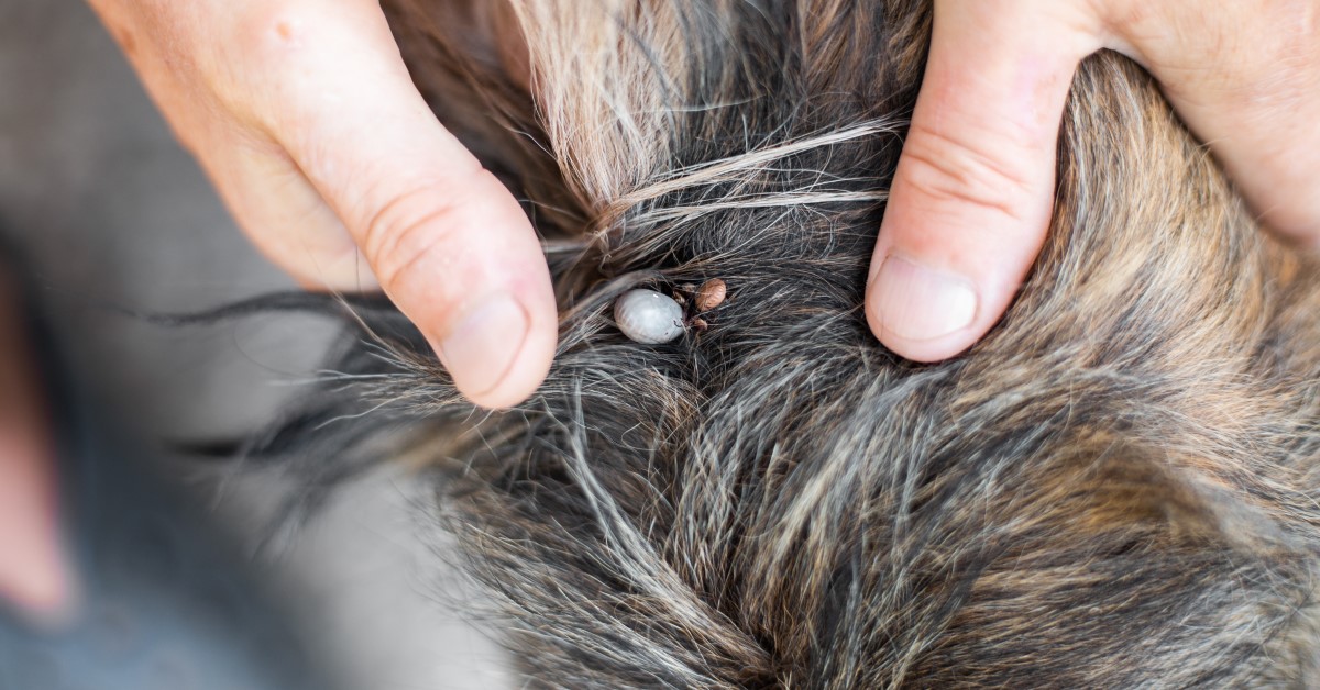 Treatment and Prevention of Parasites in Dogs